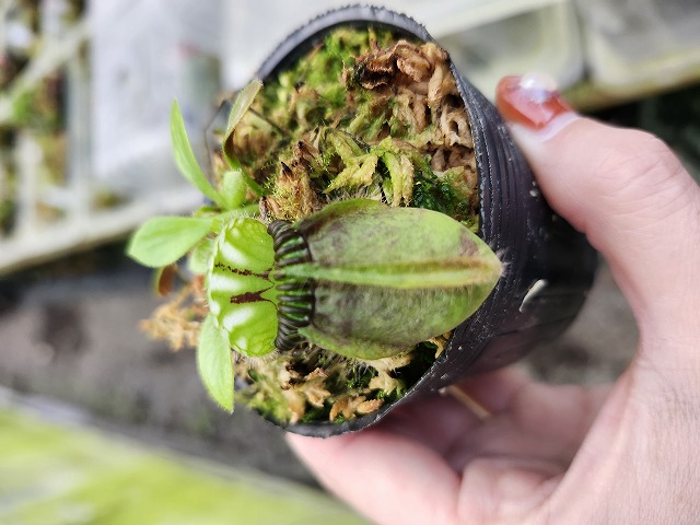 R349 1-1 Cephalotus follicularis `German Giant' C.C - Y's Exotics