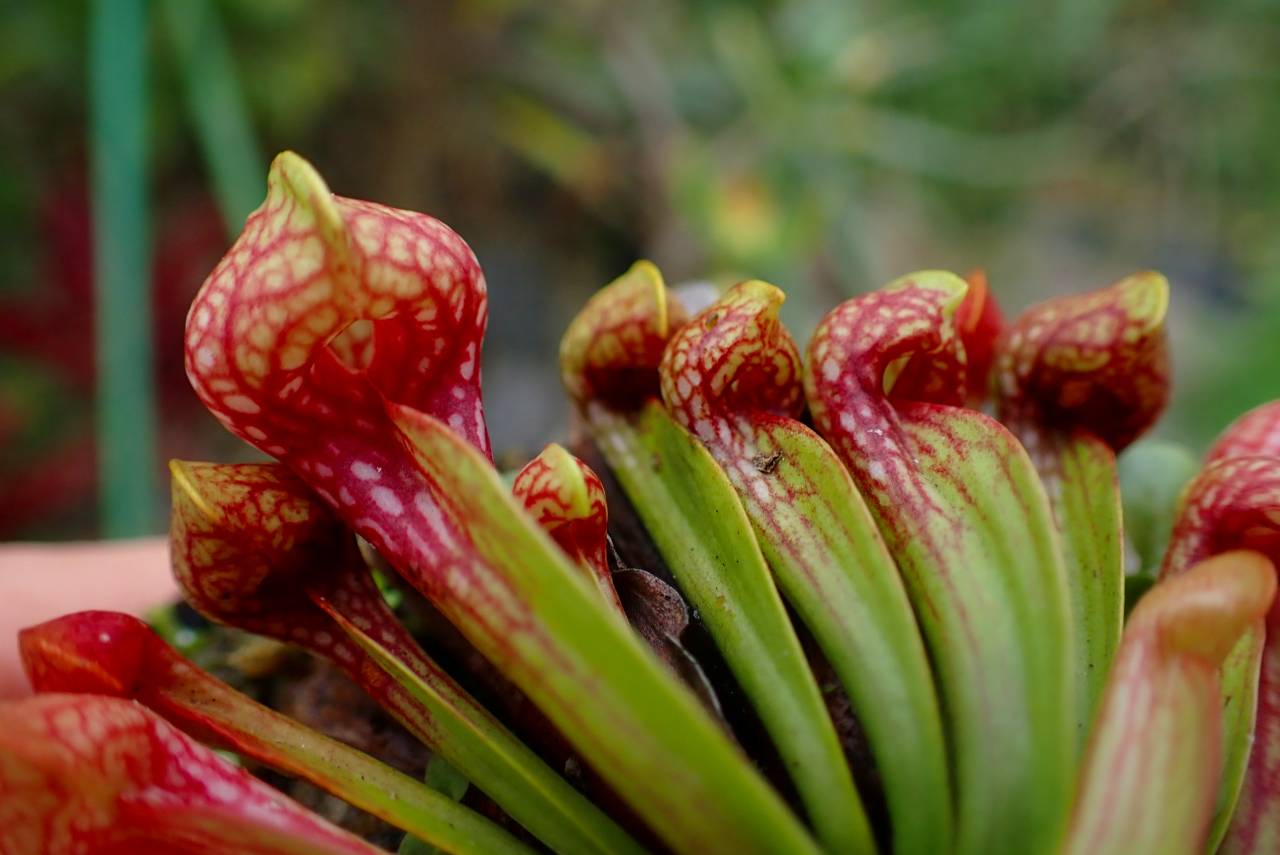 Catopsis morreniana giant form 食虫植物 Catopsis morreniana giant form 食虫植物