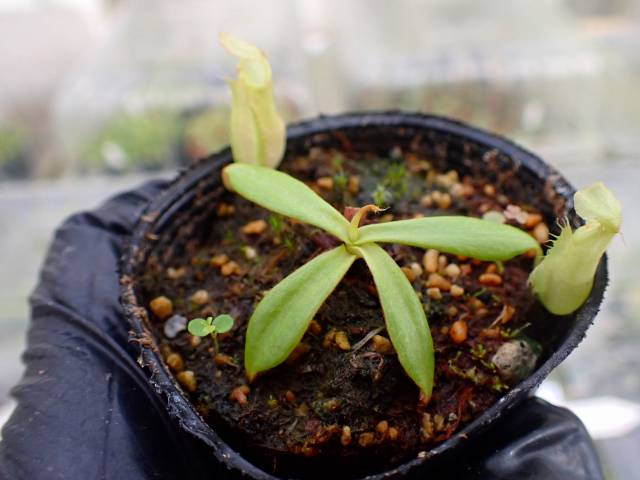 G019 5-1 N. sumatrana Y's Lab | Y's Exotics （山田食虫植物農園）