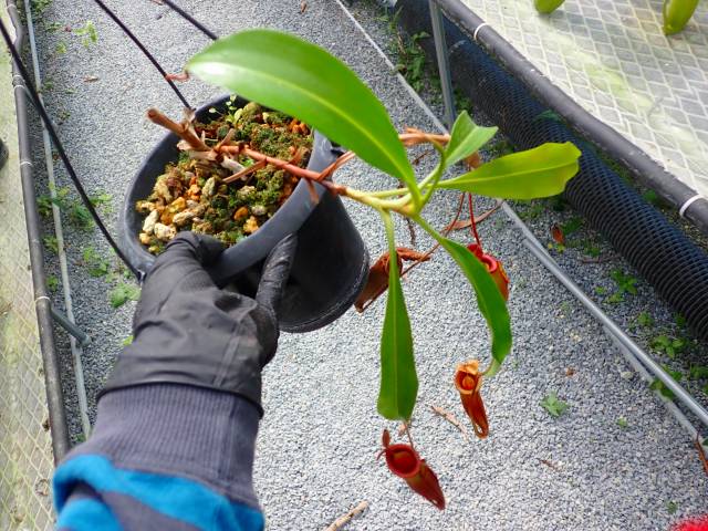 G541 5-3 N. viking-Big Pitcher x lowii-Kinabalu Y's | Y's Exotics