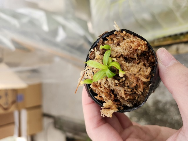 Y484 1-2 N. macrophylla {clone11, Gunung trusmadi, Borneo