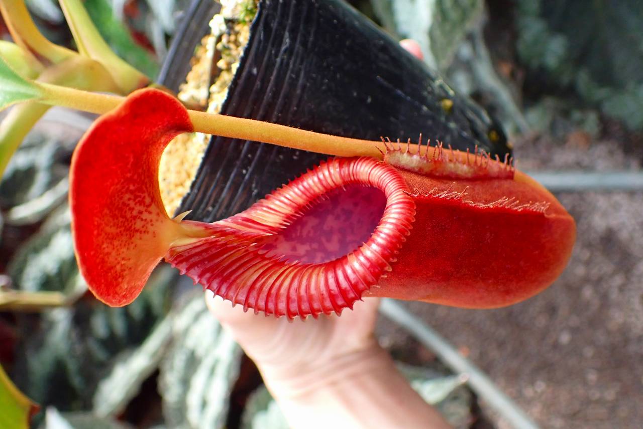 Y302 1-2 N. xtrusmadiensis EP | Y's Exotics （山田食虫植物農園）