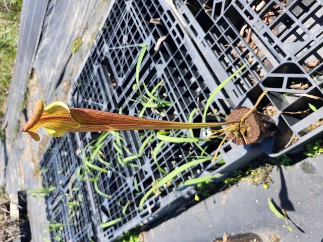 Y's S. （山田食虫植物農園） Exotics 食虫植物 | サラセニア