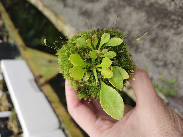 J207 1-2 Cephalotus follicularis seedling of Humme's Giant 06 BCP