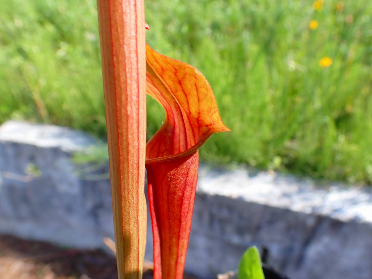 G730 S. popei (red form) - Y's Exotics （山田食虫植物農園）