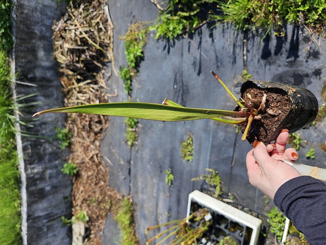 G137 S. leucophylla Hurricane Creek, seedgrown plant CK - Y's