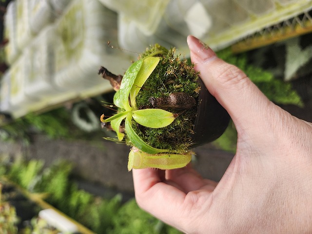G618 1-4 N. (maxima x campanulata) x xharryana Tambuyukon #NNN