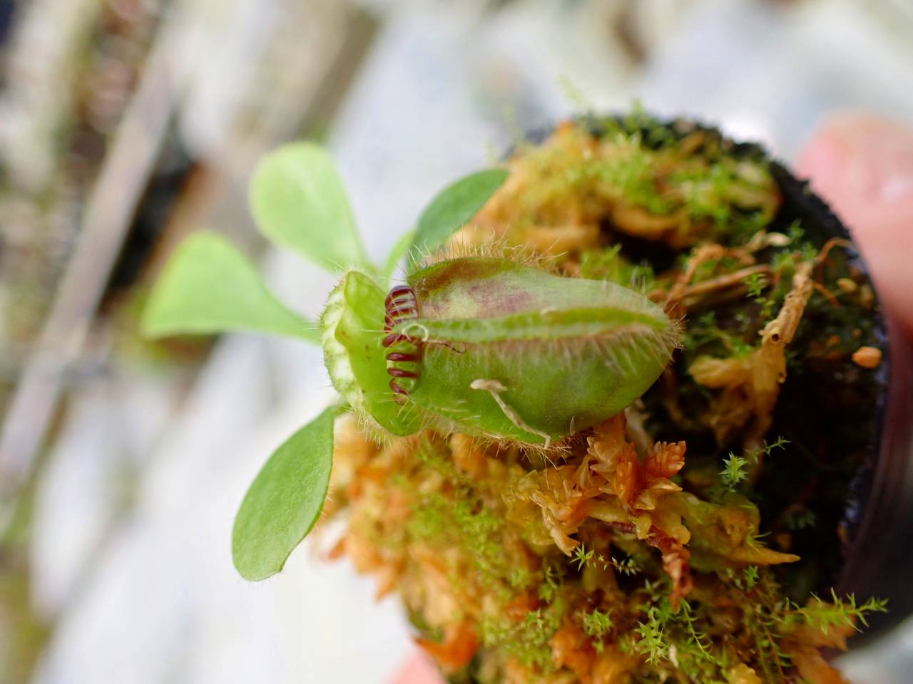E129 1-1 Cephalotus follicularis `German Giant' C.C - Y's Exotics