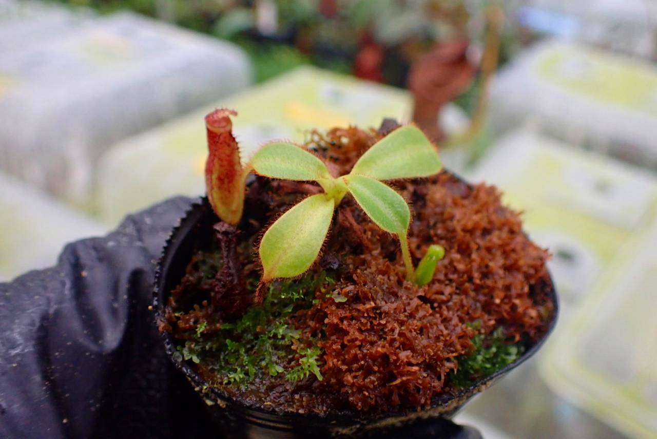 G739 1-4 N. eymae x lowii #NNN | Y's Exotics （山田食虫植物農園）