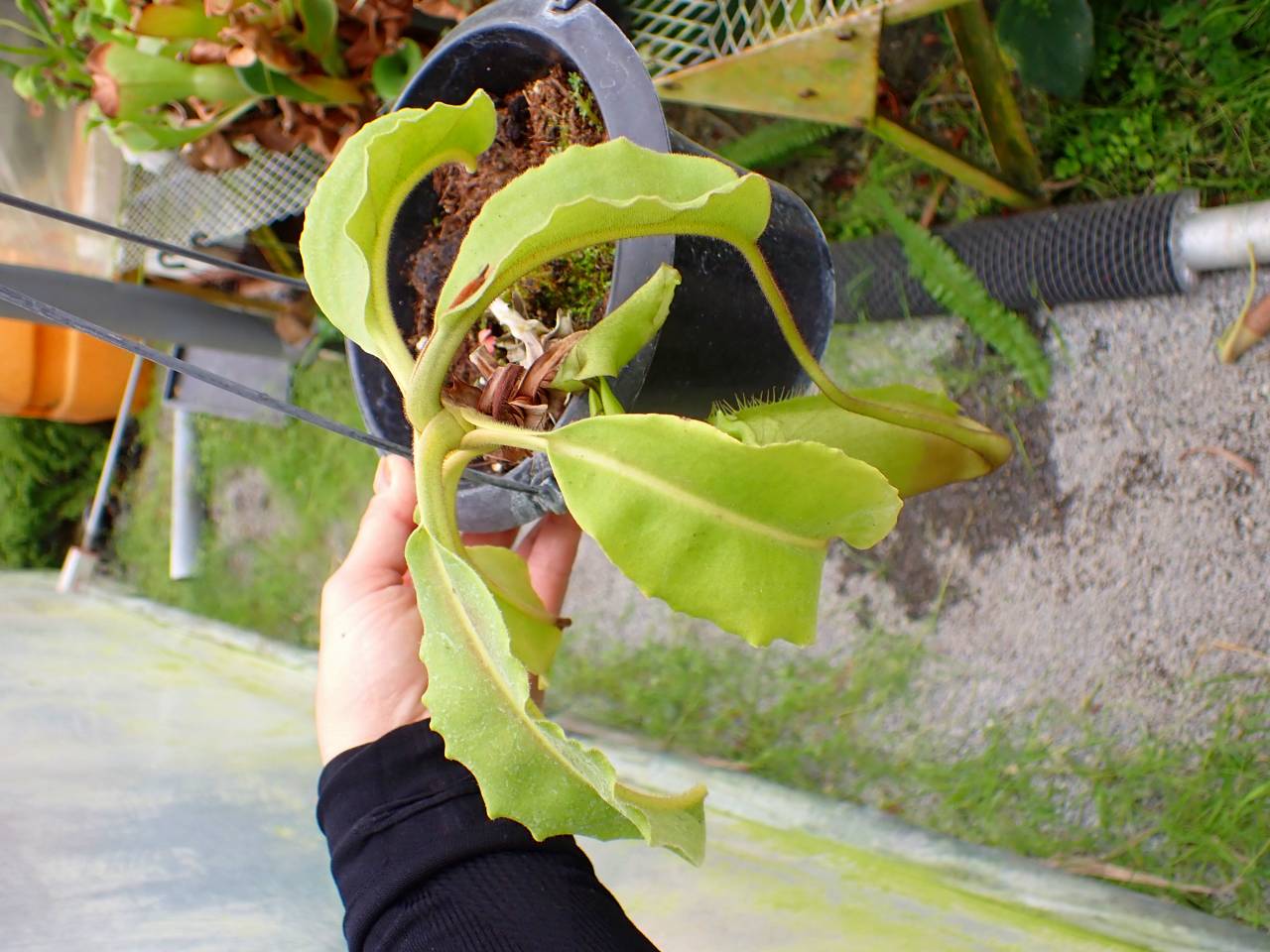 E579 1-1 N. maxima wavy stem x maxima (d) Sulawesi green Y's - Y's