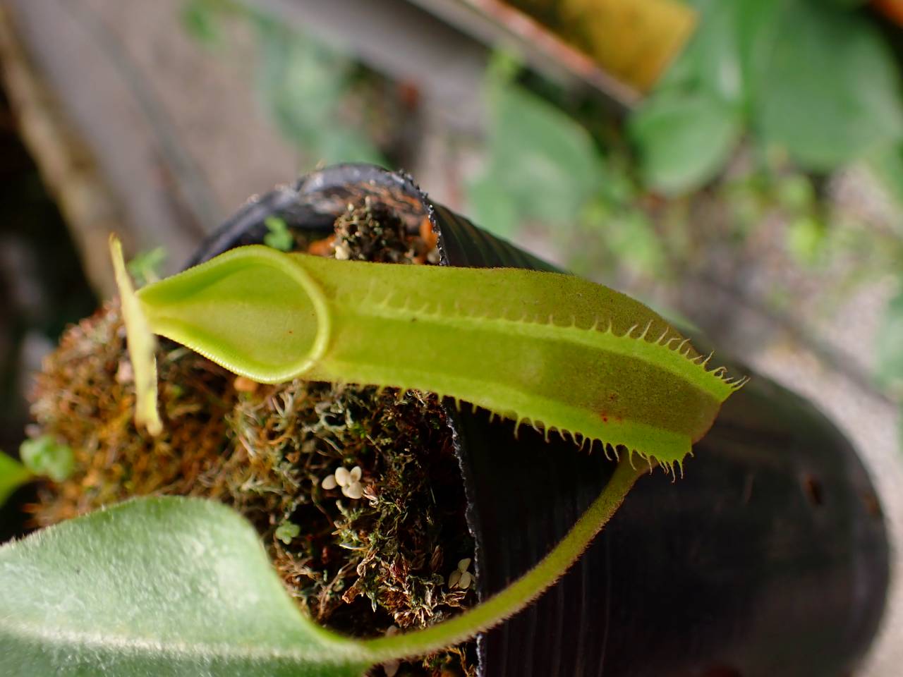 Y302 1-1 N. maxima wavy stem x maxima (d) Sulawesi green Y's - Y's