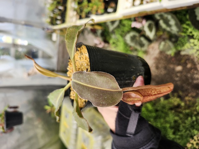 Y814 1-2 N. maxima (wavy leaf) No.107 ♂ | Y's Exotics （山田食虫