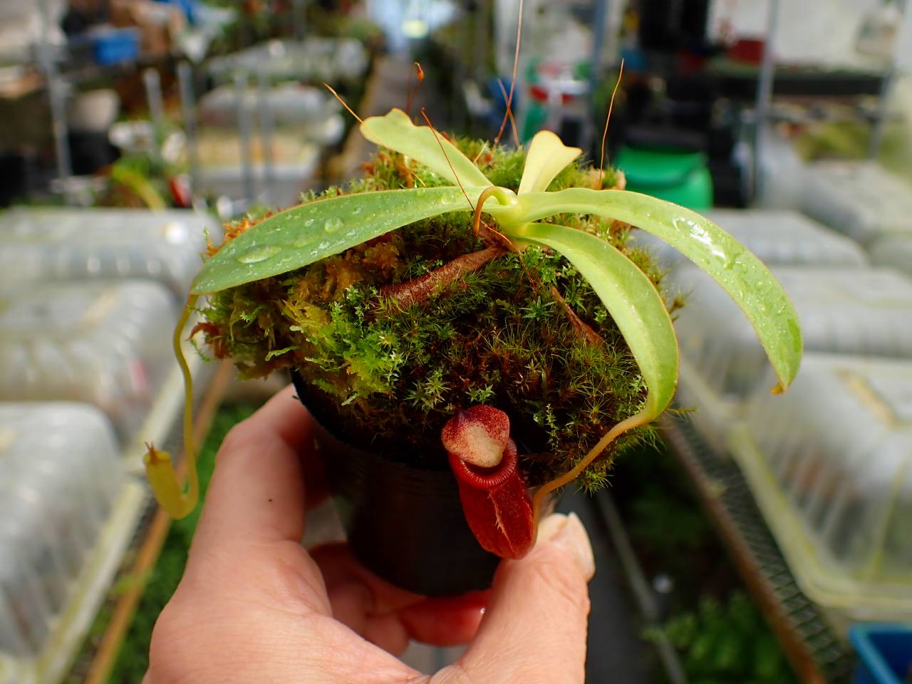 Y908 1-2 N. jacquelineae x bongso #NNN - Y's Exotics （山田食虫