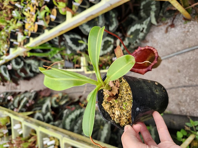 赤褐色 ビオラ本体 赤褐色 ビオラ本体 赤褐色 ビオラ本体 ビオラ | 製品情報 | 鈴木