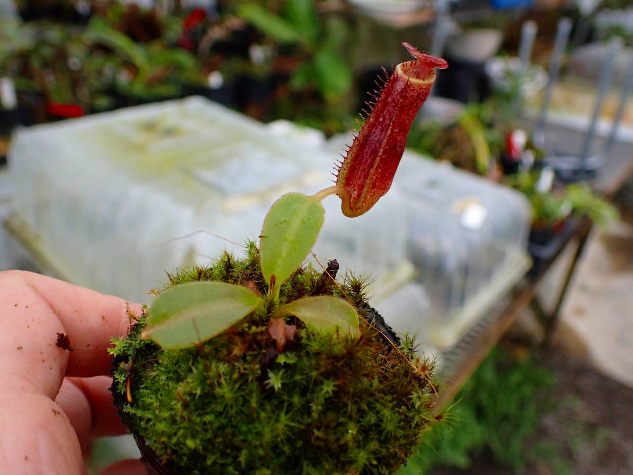 Y304 1-2 N. vogellii x lowii #NNN - Y's Exotics （山田食虫植物農園）