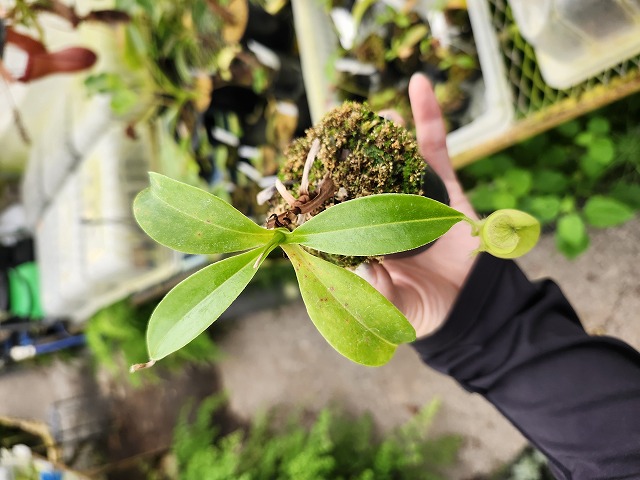 P739 1-3 N. rafflesiana nivea, Mardi x talangensis #NNN - Y's