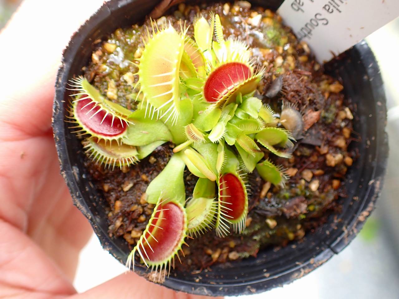 Y684 5-1 Dionaea muscipula South-West Giant Y's Lab - Y's Exotics