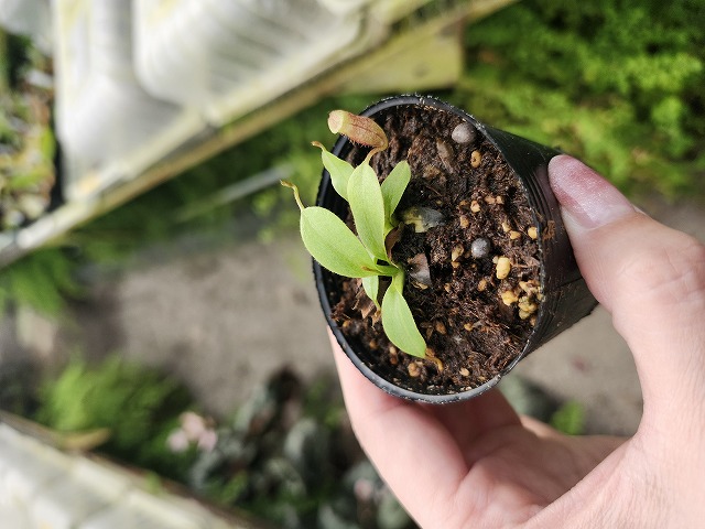 レイジェスのけし畑 R343 1-3 N. rajah JH Y's Lab | Y's Exotics （山田食虫植物農園）