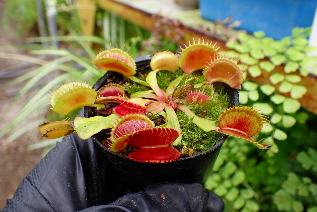 Y850 1-3 Dionaea muscipula 鈴木系 original - Y's Exotics （山田食