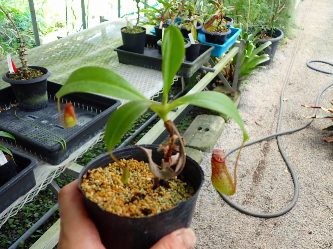J607 3-2 N. Gochica (sibuyanensis x maxima (i)) EP - Y's Exotics
