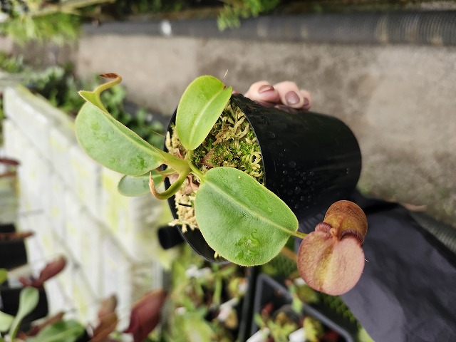 E597 1-3 N. nebularum x edwardsiana Y's | Y's Exotics （山田