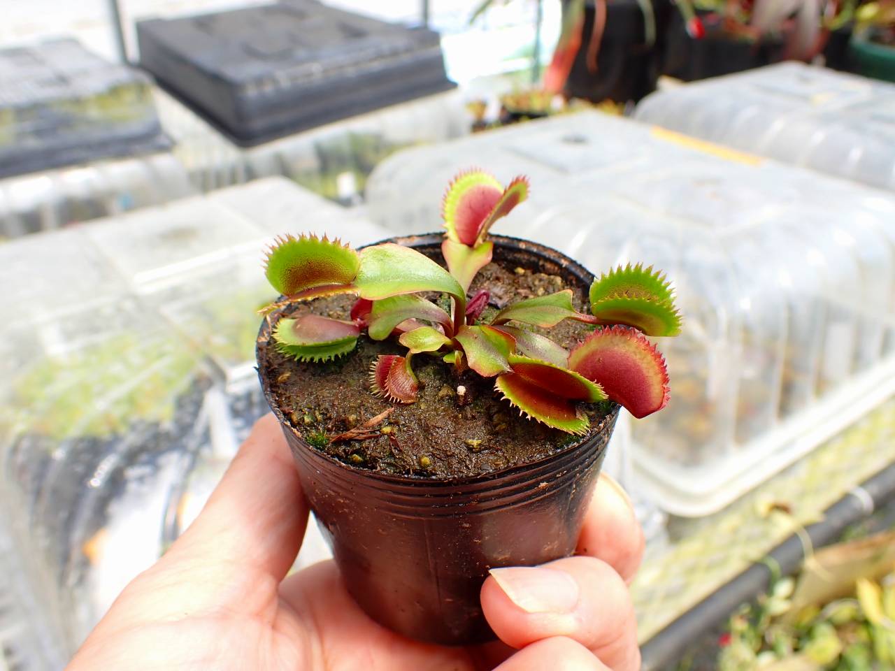 貝標本　Euhadra grata emurai sp赤茶色特殊個体レア個体 J583 5-1 Dionaea muscipula `bohemian garnet red sawtooth' Cedric
