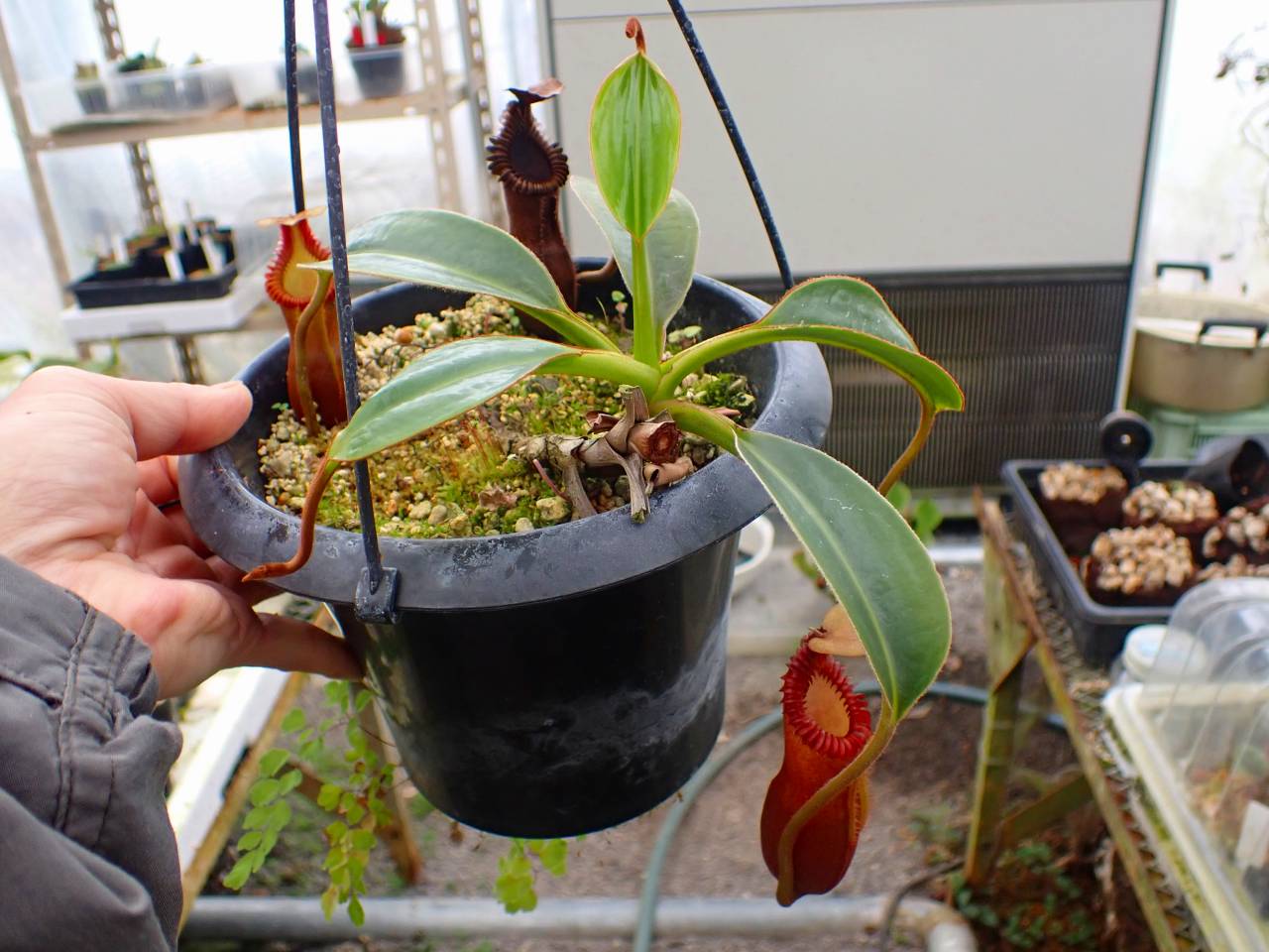 Y661 1-1 N. edwardsiana (Ranau) - Y's Exotics （山田食虫植物農園）