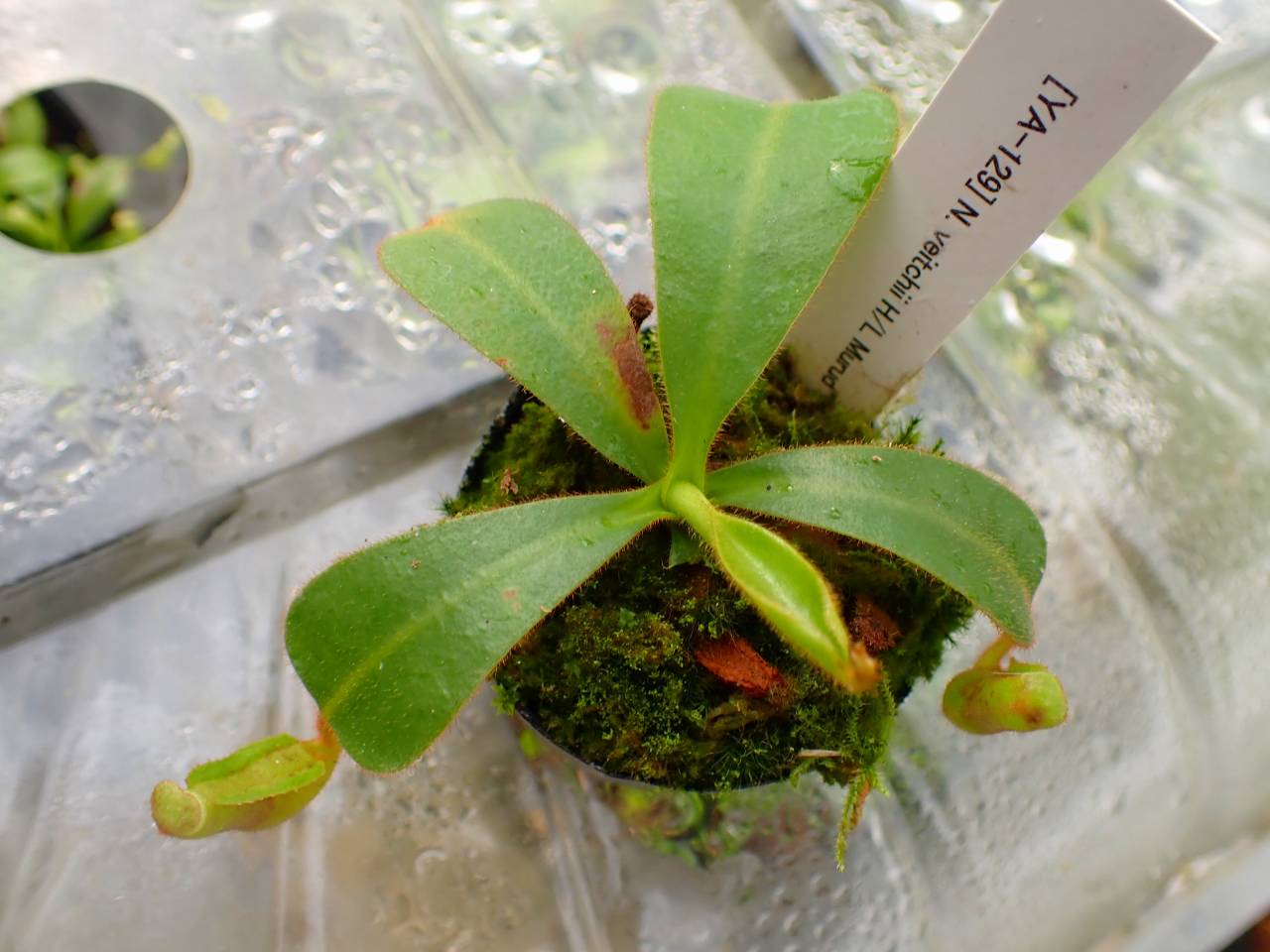 Y504 5-1 [YA-129] N. veitchii H/L Murud Y's Lab - Y's Exotics