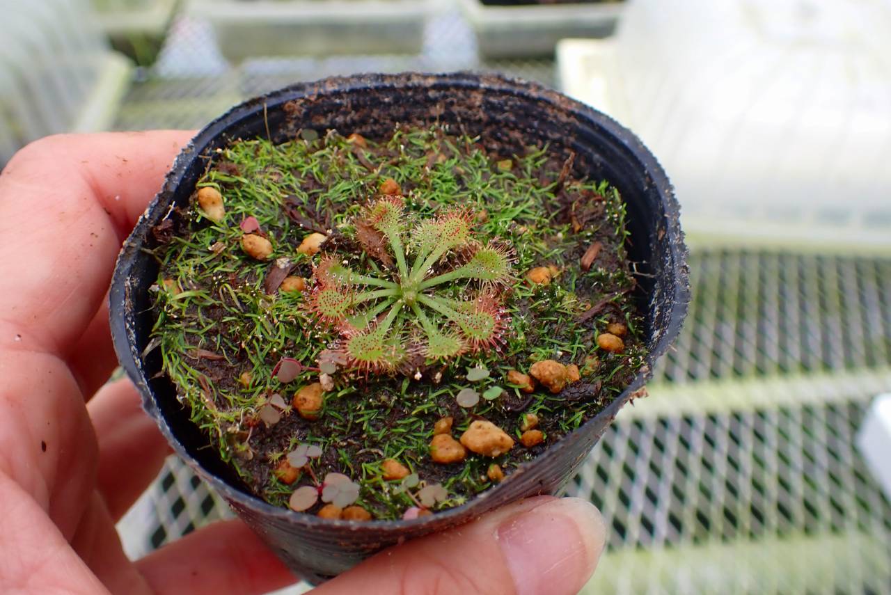 G952 4-1 D. xtokaiensis | Y's Exotics （山田食虫植物農園）