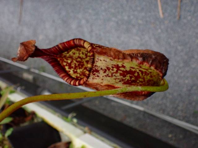 Y439 5-1 N. rafflesiana (Sentosa) 山本 | Y's Exotics （山田食虫