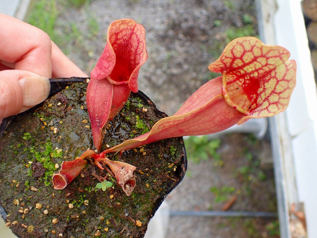 G045 4-2 S. purpurea ssp. venosa var. burkii (seedling) - Y's