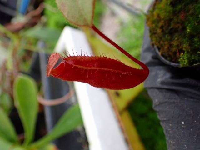 Y305 1-3 #BBB N. (truncata x peltata Y's) x xharryana Tambuyukon