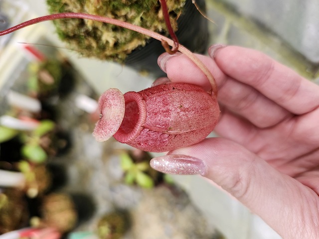 J169 1-4 [YA-100] N. sibuyanenesis Y's Lab | Y's Exotics