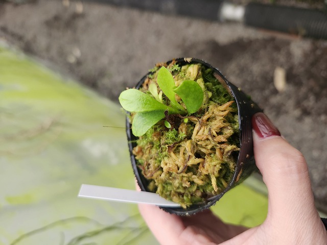 E197 1-1 Cephalotus follicularis (clone2) YG - Y's Exotics （山田