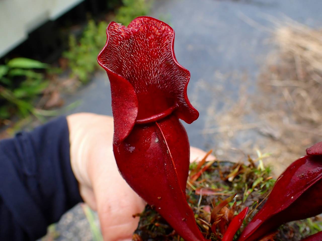 R159 S. purpurea ssp. venosa (伊勢花菖蒲園選別丸形株 No.71) MS