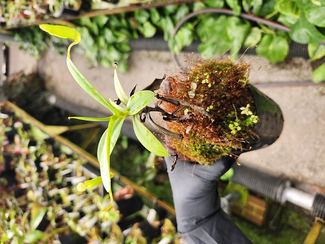 P612 1-3 N. inermis (Gunung gadut, Sumatra) Clone;09 AW - Y's