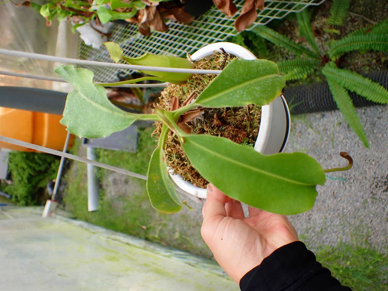E564 1-1 N. maxima wavy stem x maxima (d) Sulawesi green Y's - Y's