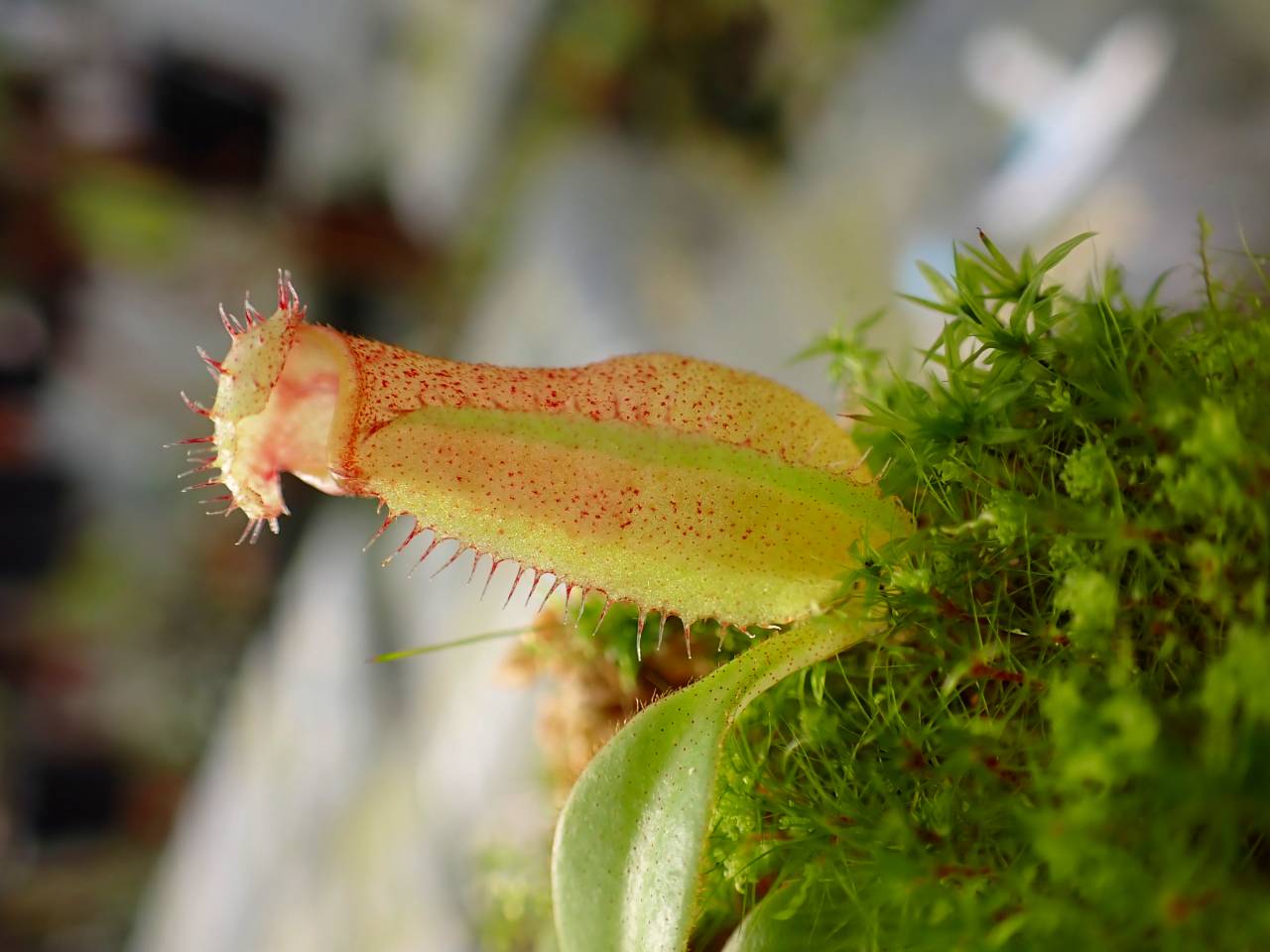 O598 1-4 N. (maxima x campanulata) x xtrusmadiensis #NNN - Y's