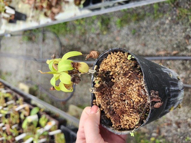 パラガス sddefault.jpg