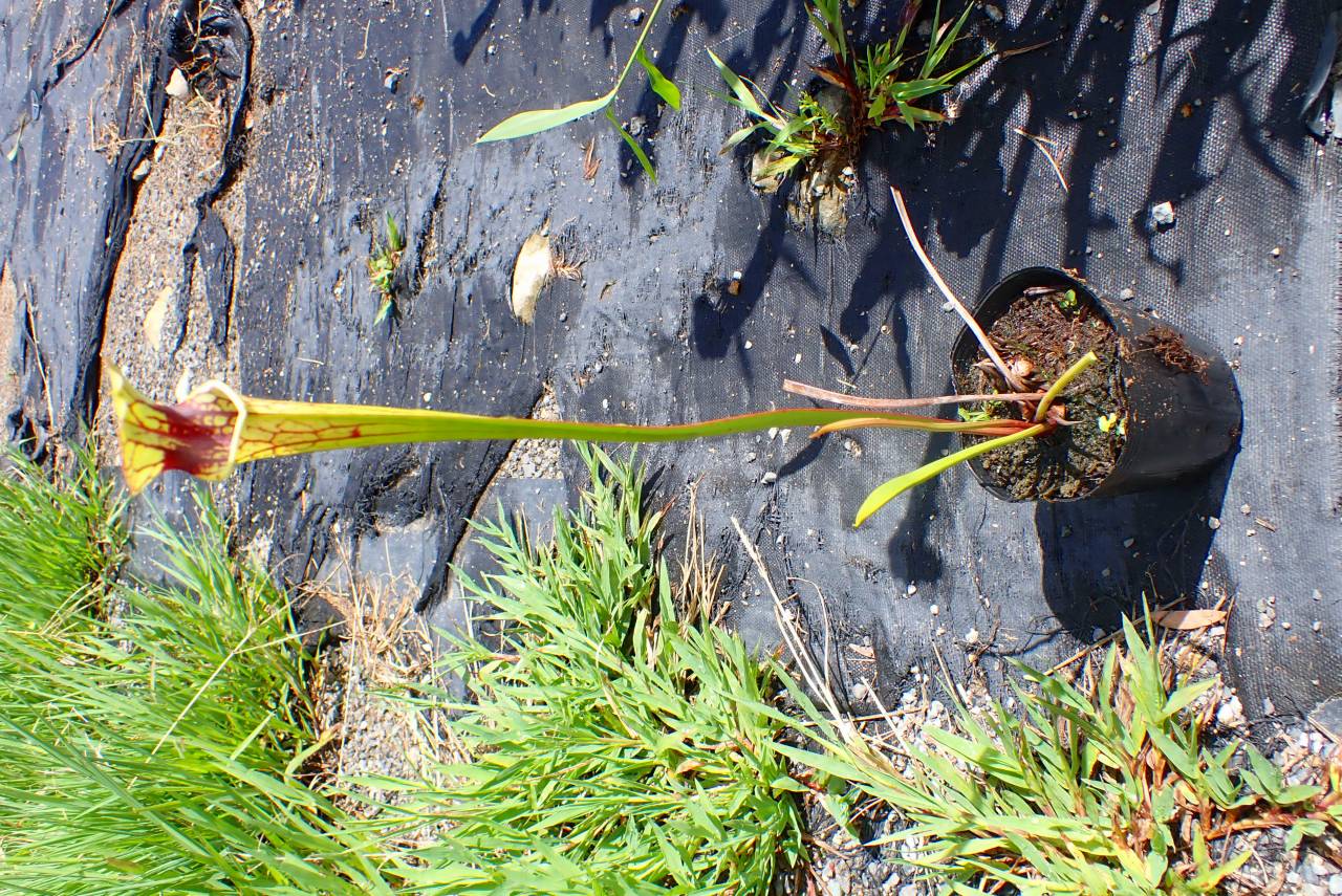 P. willinckii ’Jenny’ TC 1605 P. willinckii 'Jenny' TC 1605