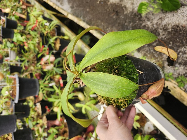 G322 1-2 N. xmerrilliata(giant) wild TH | Y's Exotics （山田食虫