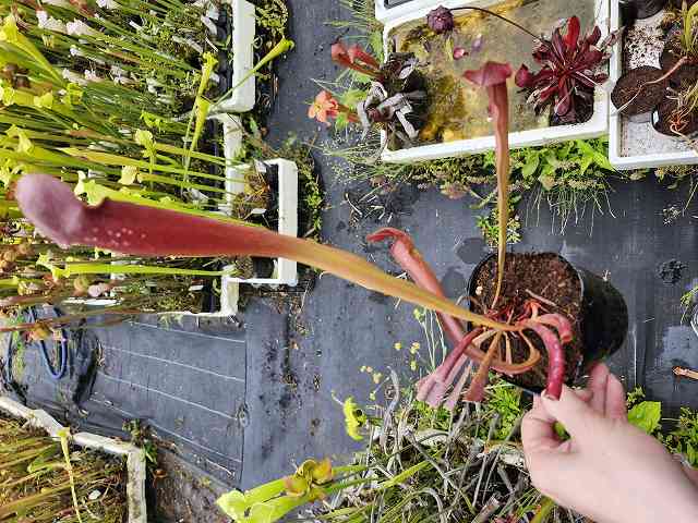 Cephalotus Big Mouth CZP 葉挿し2株 Cephalotus Big Mouth CZP 葉挿し2株 ［葉挿しで増やそう