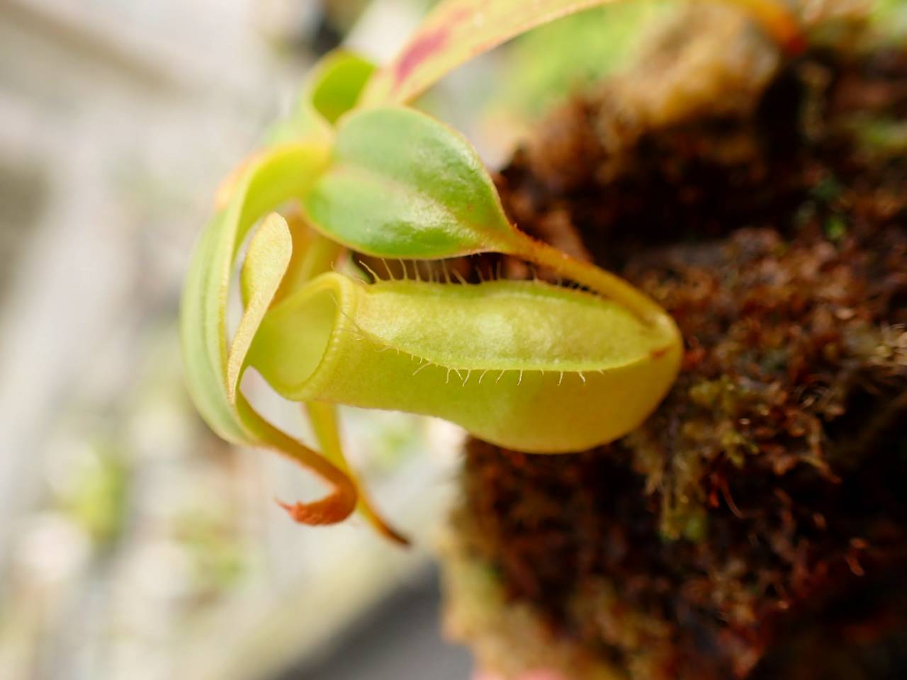 E611 5-1 N. khasiana (♀) H.F.C x sibuyanensis 山本 - Y's Exotics