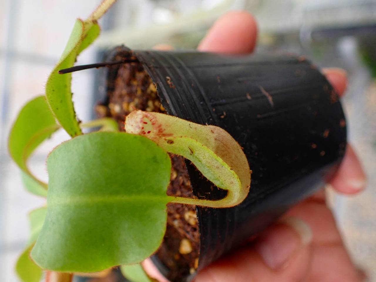 Botany Notes2様用 Y165 5-1 [YA-170] N. clipeata Nep Gardner Y's Lab - Y's Exotics