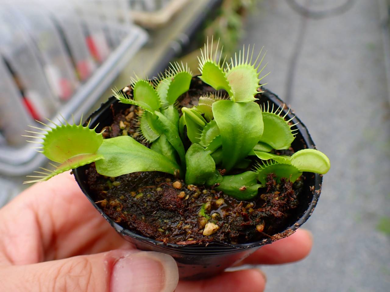 Y084 3-2 Dionaea muscipula South-west Giant Y's Lab - Y's Y084 3-2 Dionaea muscipula South-west Giant Y's Lab - Y's