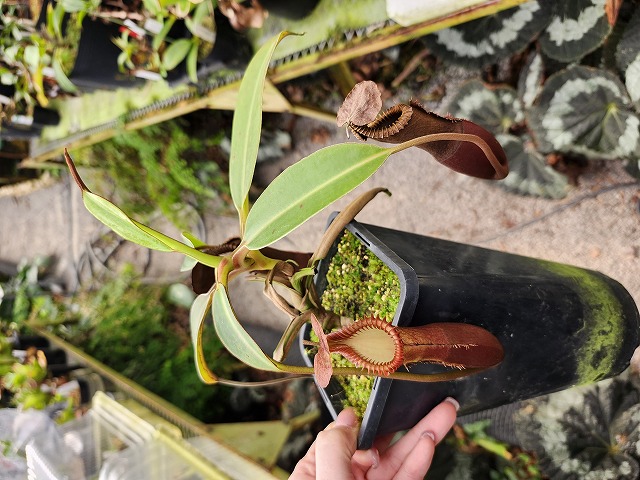 R415 1-2 N. edwardsiana (Tambuyukon) - Y's Exotics （山田食虫植物