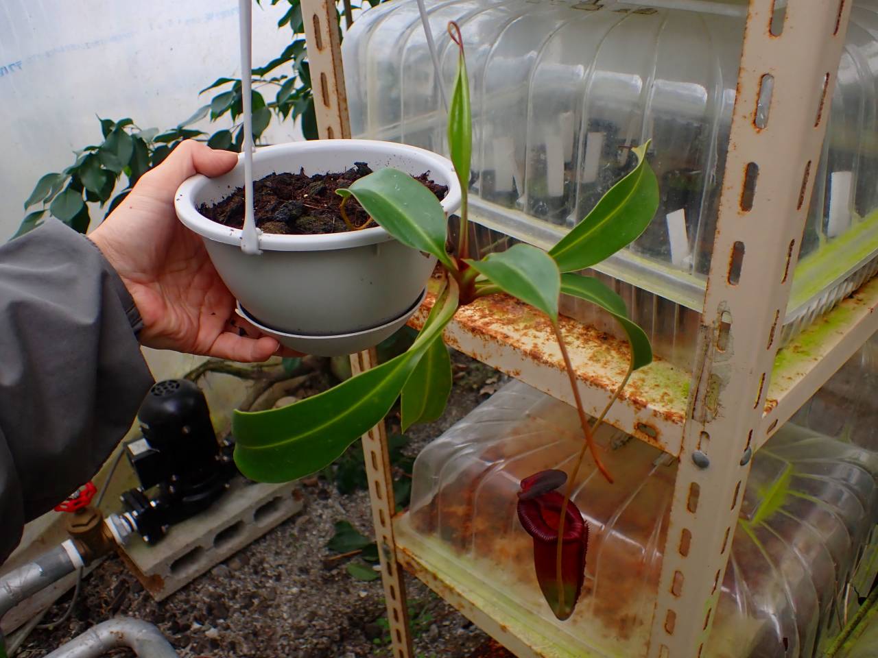 その他 wankis たけ KAWASAKI ZX14 2008-2011 320mm - DELKEVIC JAPAN