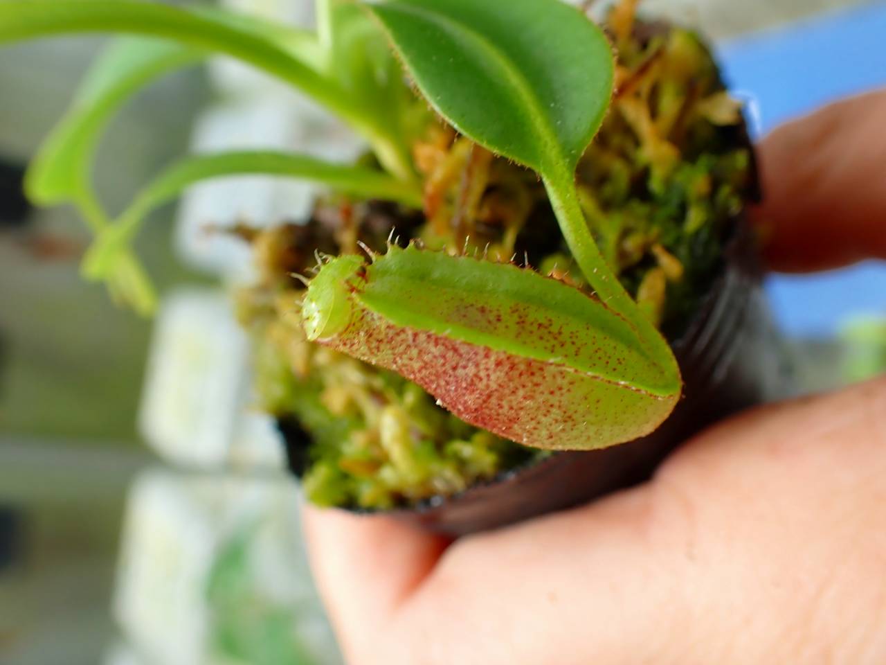 G293 1-3 N. lowii x macrophylla #NNN - Y's Exotics （山田食虫植物