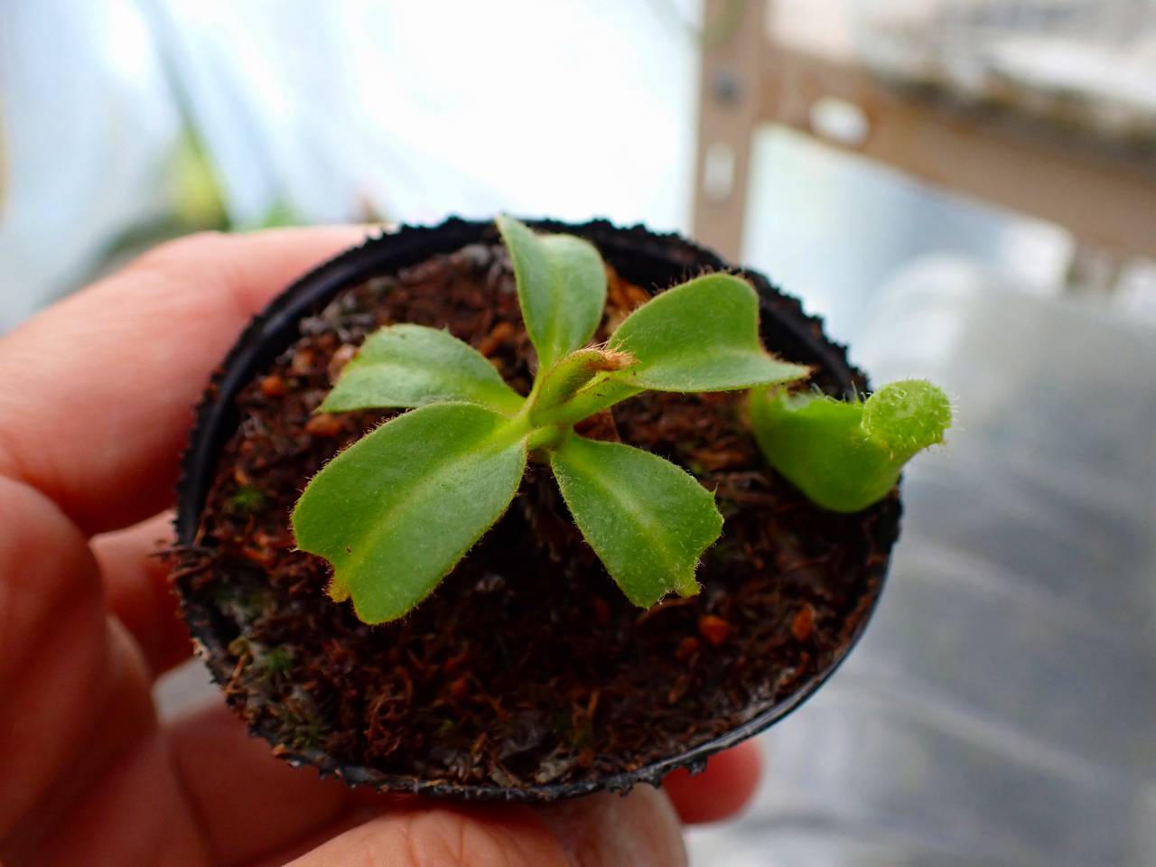 Y054 1-2 [YA-3] N. truncata 広島実生系 Y's Lab - Y's Exotics