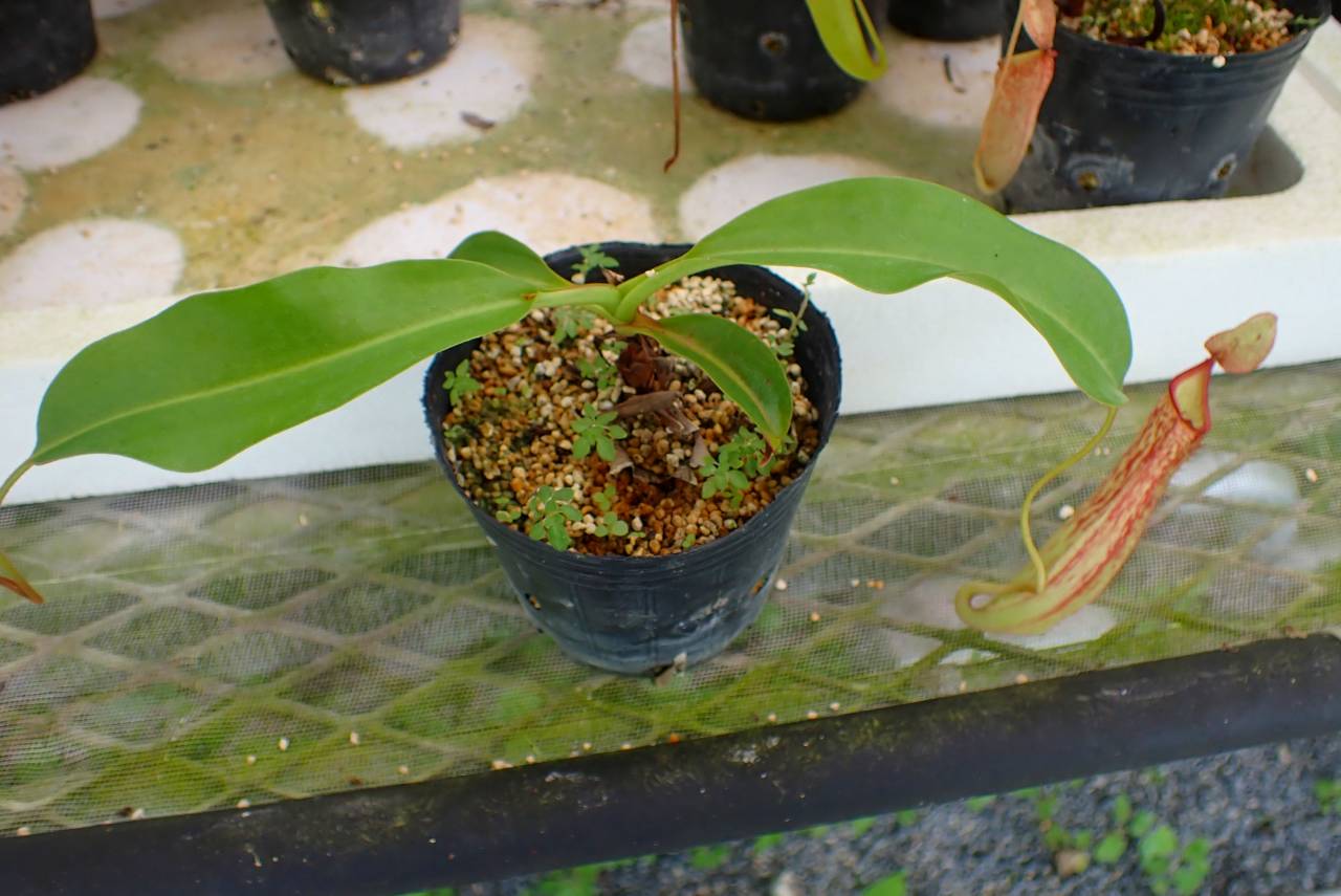 パキポディウムグラキリス パキポディウム グラキリス-PG294 | Supervoid Caudex